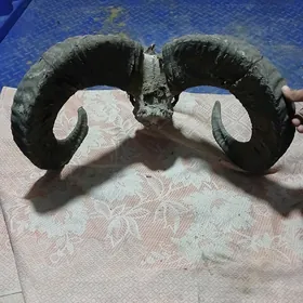 dag goçyñ şahy
