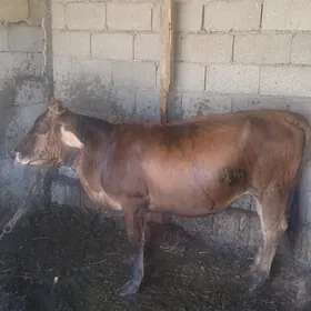 bakylyp duran tuwe