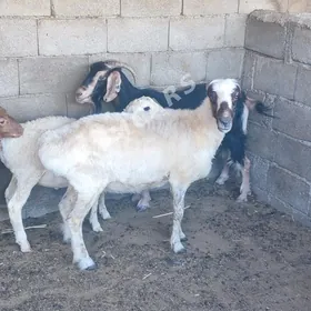 goýun