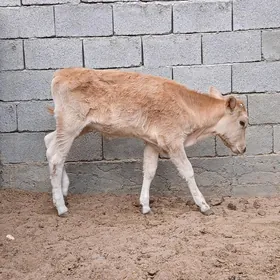 tüwe