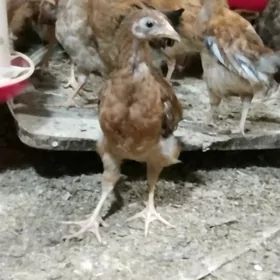 jüje