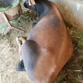 ökuz