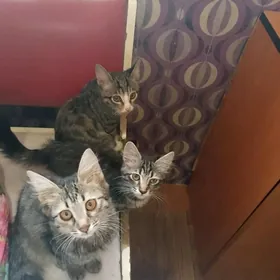 отдам котят
