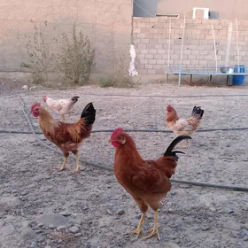 Horaz