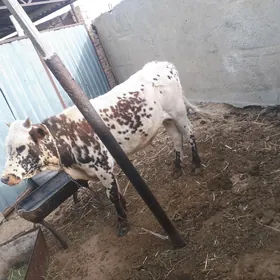 öküz