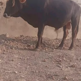 Ýaş öküz satlyk