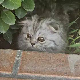 вислоухие котята