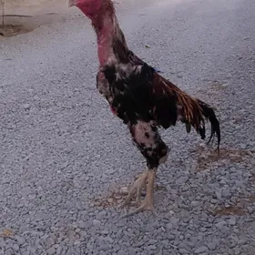 Taşkent