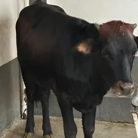 arassa şwes tohum 1 yaş sygyr