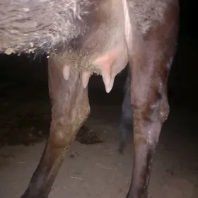 Golesiz sygyr