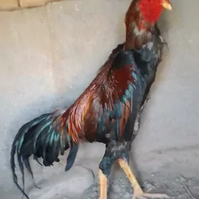 tasgent horaz