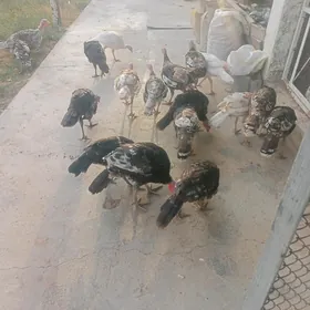 İnduk