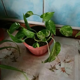 продаётся