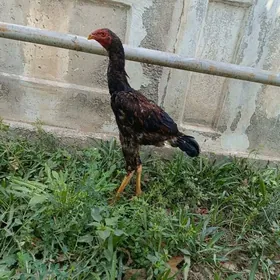 Taşkent