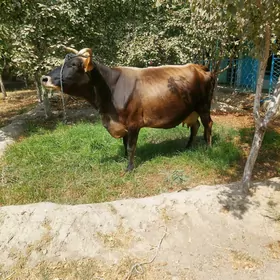 Agyr bogaz sygyr
