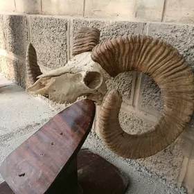 стеклянный столик голова козла