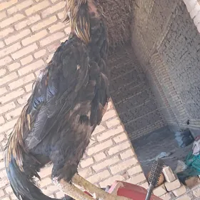 baysow Çal horaz pyrca