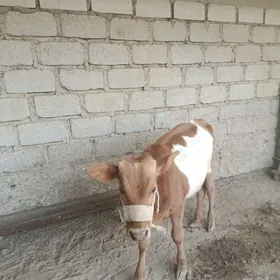 Tanaly sygyr