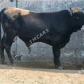 okuz 3 ýaşap geşdi