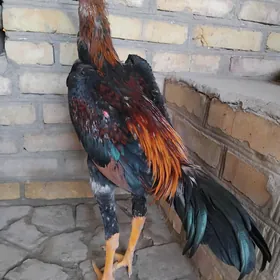 horaz