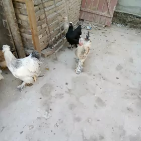 Horaz
