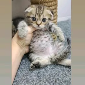 шотландские котята