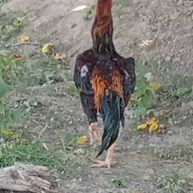 baýes