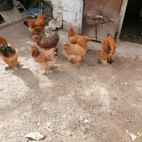 Brama towuk
