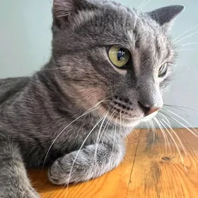 Котик