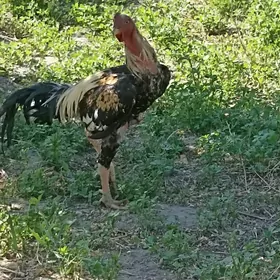 Baysow horaz