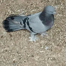 Kepderi