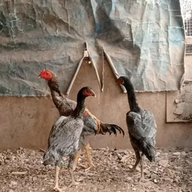 Ташкент