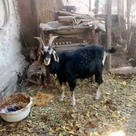 гечи