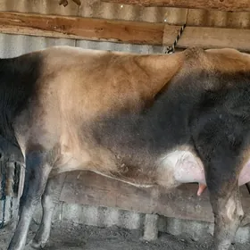 góleli