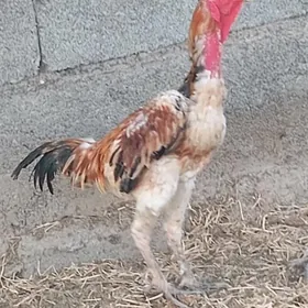 horaz