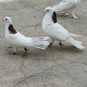 Guşlar