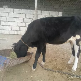 şwes tohum daýaw tüwe boğaz