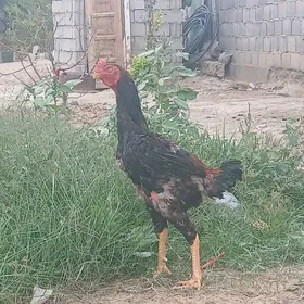 TAŞKENT HOROZ