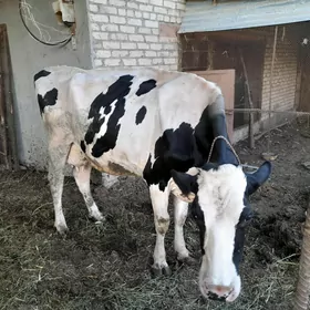 german sygyrlary