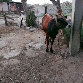 öküz