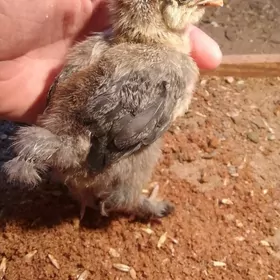 Brama