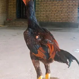 HORAZ JUYJE