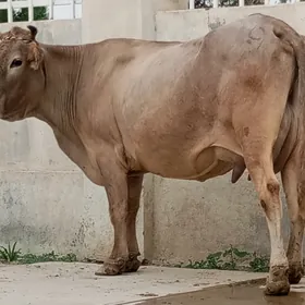GÖLELİ SYGYR