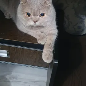 Кошкам кот