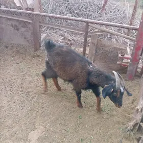 Geci goyun