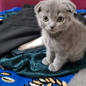 шотландец