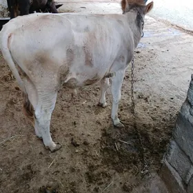 Okuzce