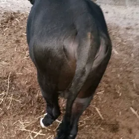 Ökűz