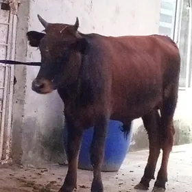 Öküz