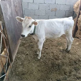 Tüwe gole